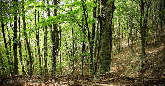 foreste rinate