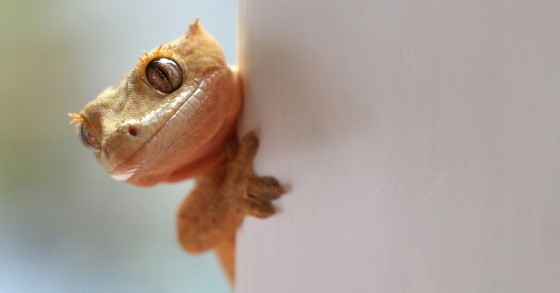 Dove va il geco in inverno