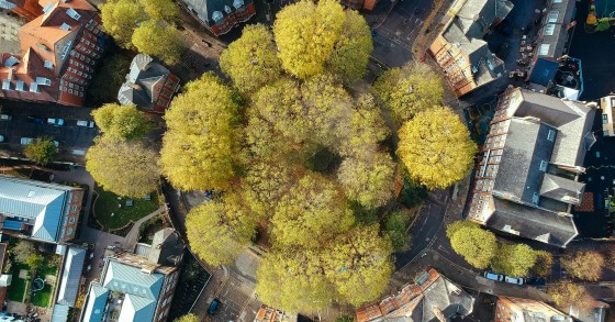 città con più alberi in Italia 
