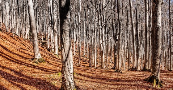 foreste casentinesi