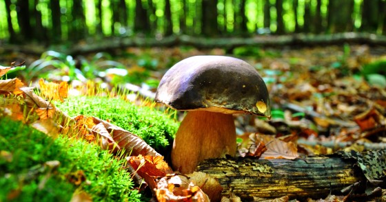 dove raccogliere i funghi porcini in italia