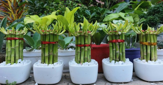 bambu della fortuna