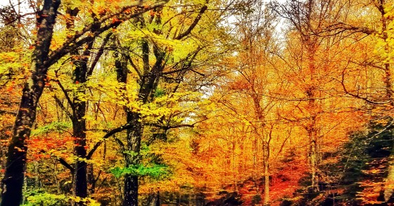 Foliage Italia