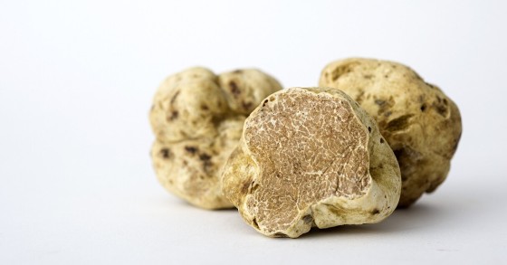 dove trovare il tartufo bianco
