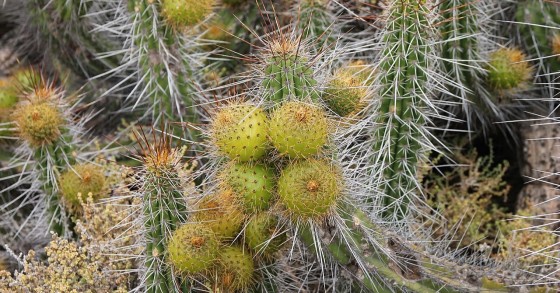 Eulychnia Castanea