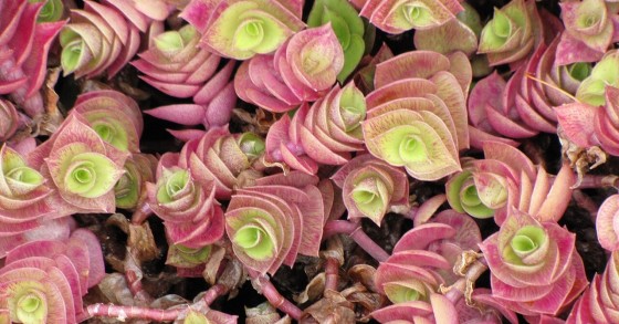 callisia repens