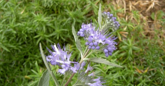 Fiori di Caryopteris clandonensis