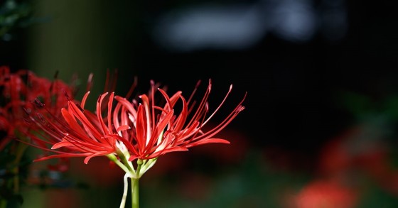 giglio ragno rosso