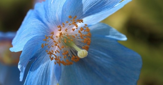 papavero blu dell'himalaya