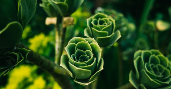 greenovia dodantralis