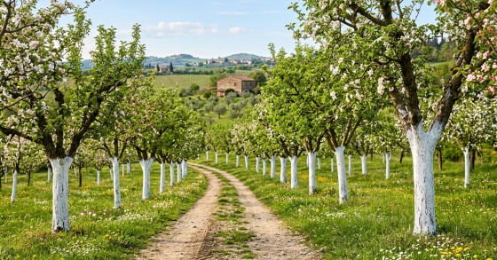 tronchi alberi