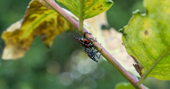 Una coppia di insetti lanterna su un albero