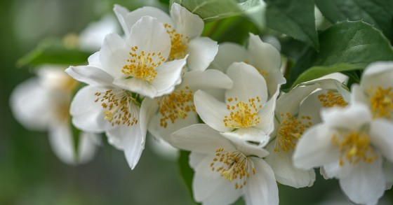 come si coltiva il fiore d'angelo