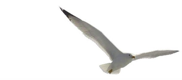 Volano i cct legati all'euribor a 6 mesi