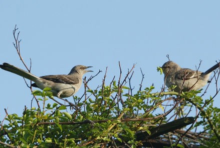 Dibattito immobiliare: ricadrà sulla casa il peso della manovra di ferragosto?