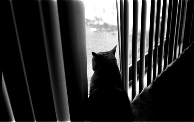 Animali, riscaldamento e quorum: la riforma del condominio è legge