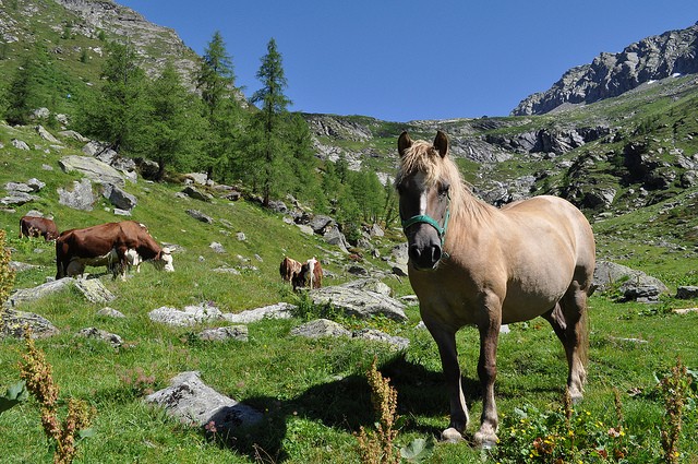 Carne equina, è la crisi che porta i cavalli al macello