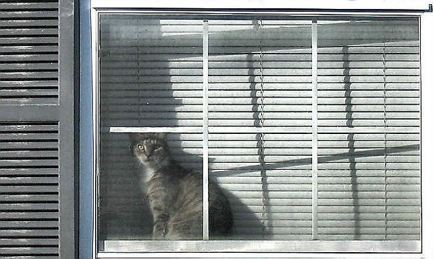 7 regole da seguire se si vuol tenere un animale domestico nel condominio