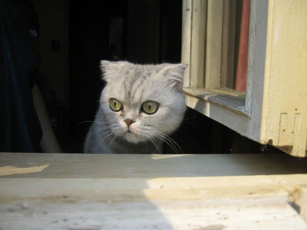 Vantaggi di vivere con un gatto