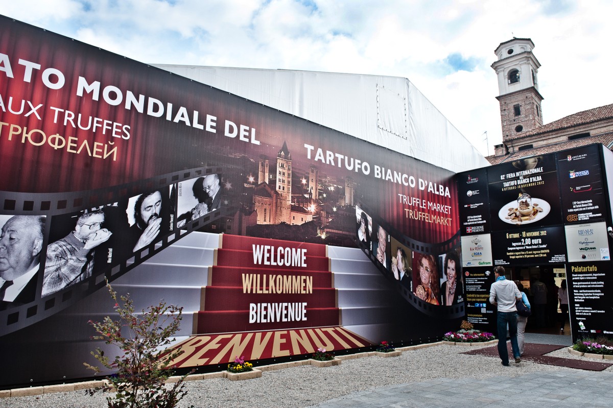 Fiera del tartufo bianco alba 2013: la raccolta del tartufo bianco
