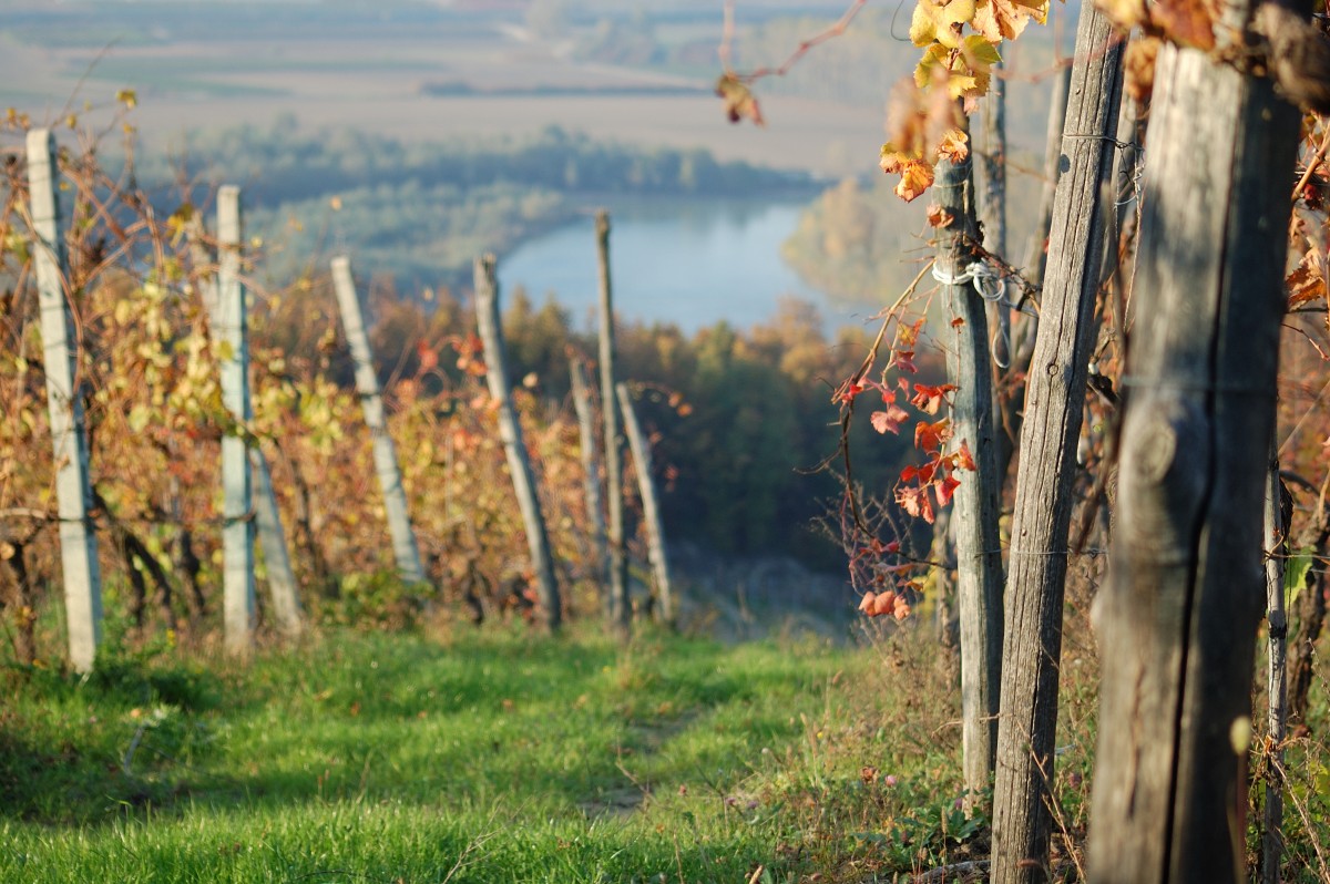 Medaglia argento per il roagna barbaresco asili vecchie vigne 2007