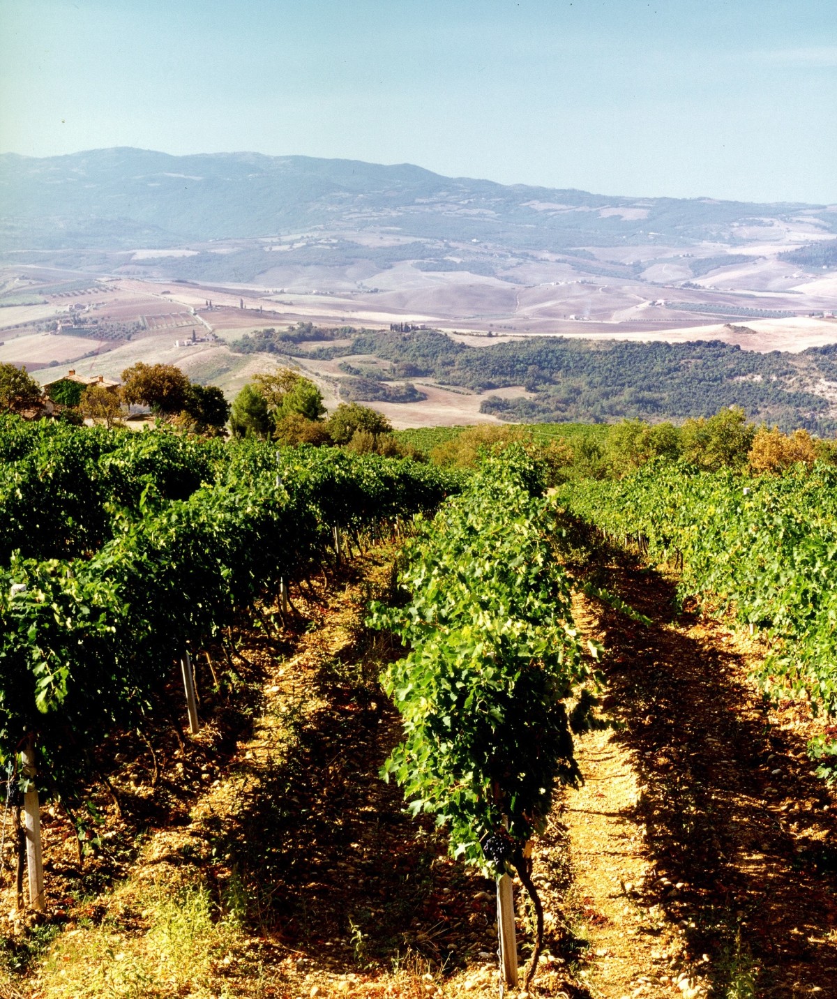 Il brunello di montalcino poggio di sotto miglior vino italiano del 2013