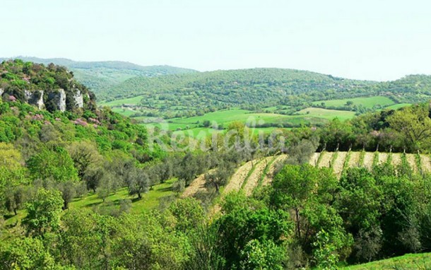 rentalia-saturnia-22