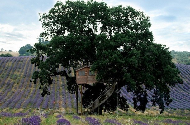 Vivere in cima a un albero: case incredibili tra rami e foglie (fotogallery)