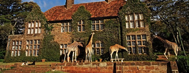 giraffe-manor1