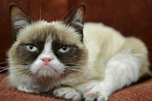 Il business del web, ecco come la proprietaria del "grumpy cat" ha guadagnato 100 milioni di dollari in due anni