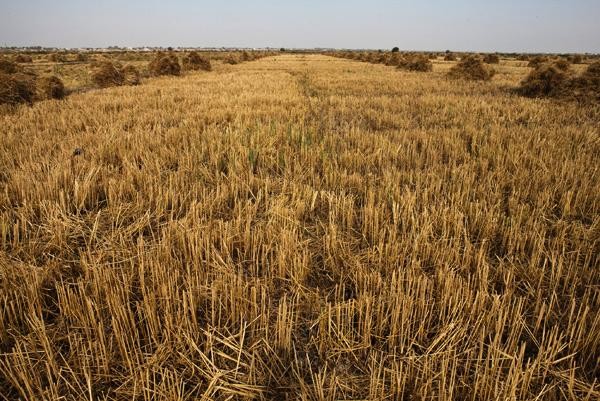 Imu terreni agricoli, proroga del pagamento a gennaio