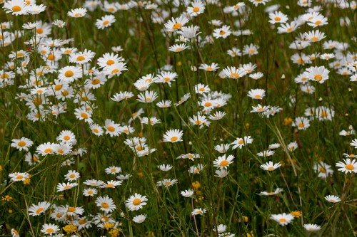 Esenzione Imu agricola 2015, i chiarimenti dei comuni