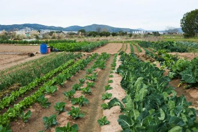 Imu agricola 2015, i chiarimenti del Ministero (scarica pdf)