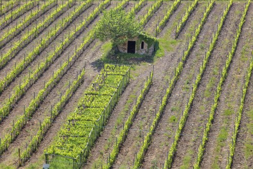 Scadenza Imu terreni agricoli 2015, proroga al 30 ottobre per l’acconto