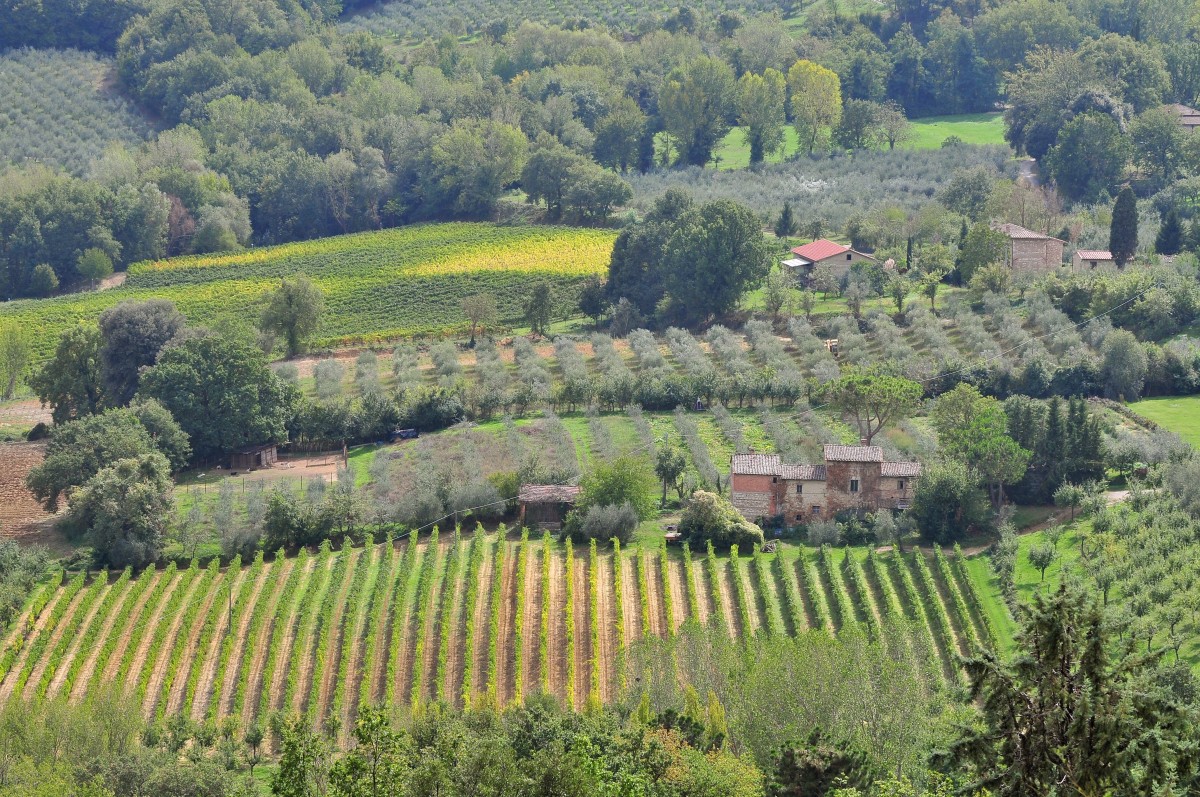 Case con vigneto, WineNews: “Le superfici vitate in Italia conservano il proprio peso patrimoniale”