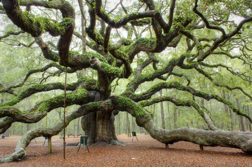 angel-oak