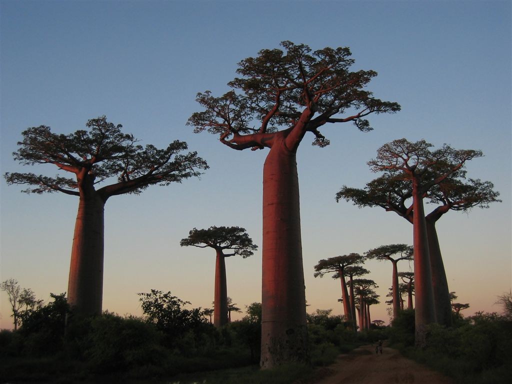 baobab