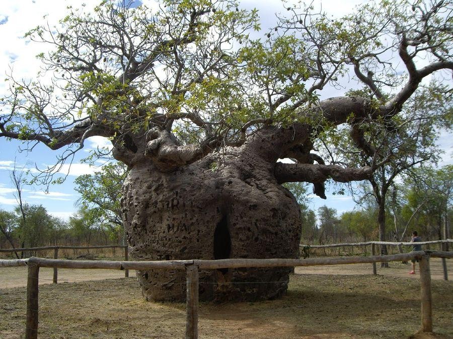 boab-prison-tree-1