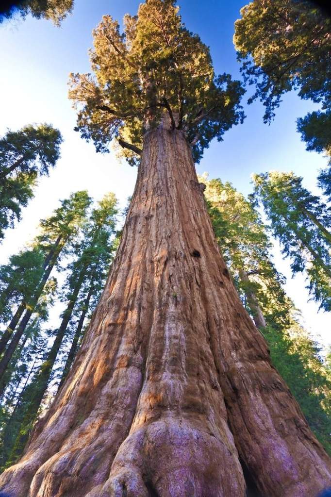 general-sherman-tree-sequoia-national-park-1-682x1024