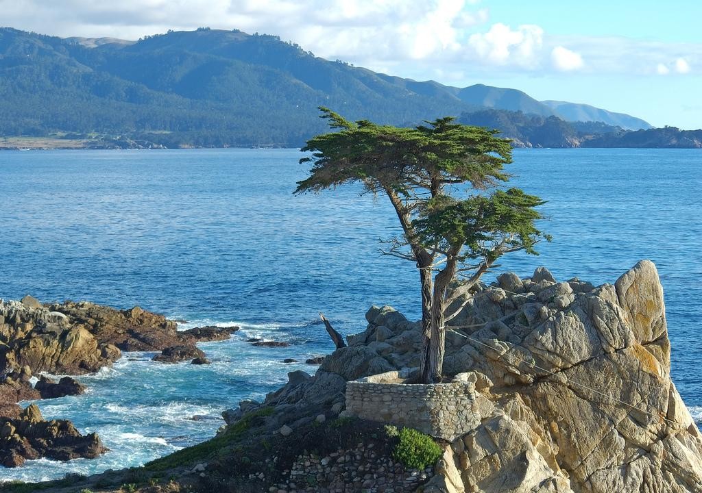 lone-cypress