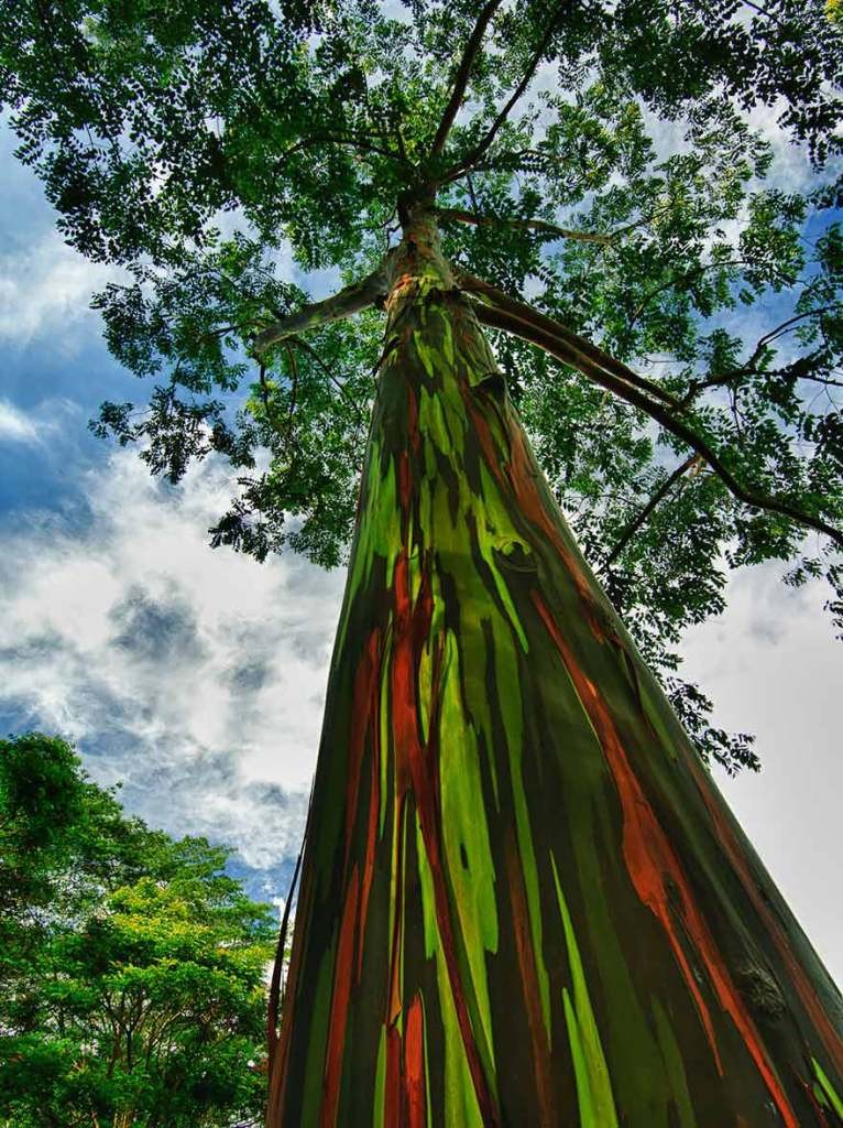 the-rainbow-eucalyptus-kauai-766x1024