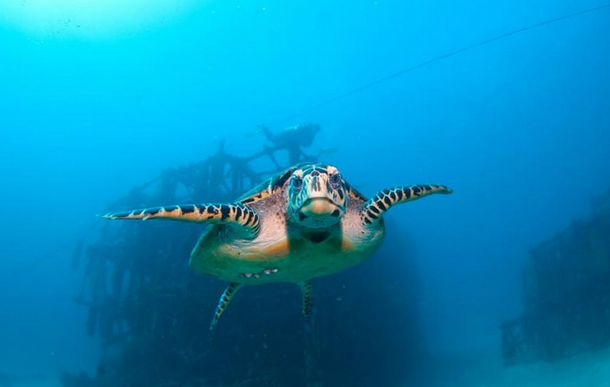 I fondali marini della Malesia