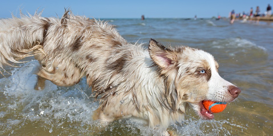 Le migliori spiagge per cani in Italia Liguria 