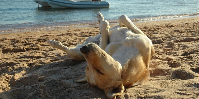 Le migliori spiagge per cani in Italia Toscana 