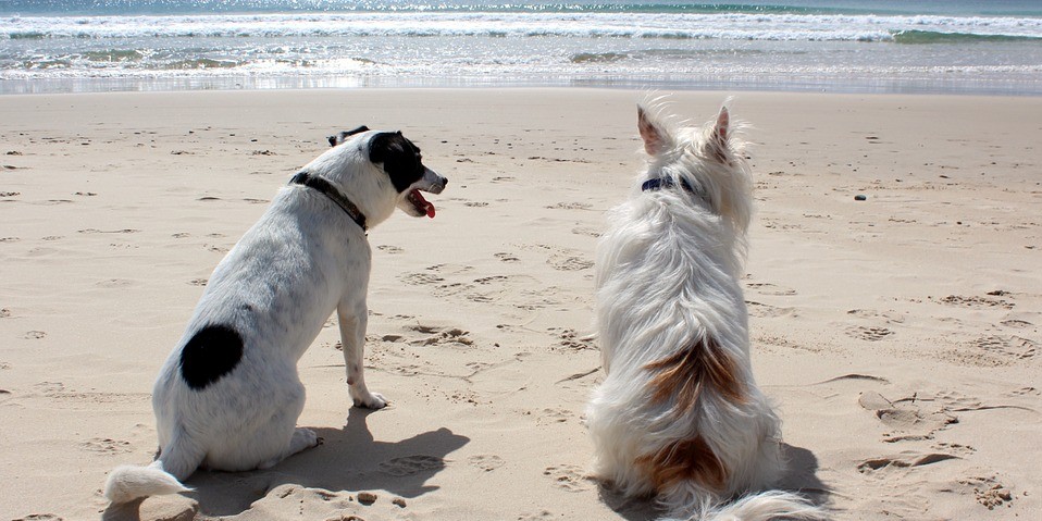 Le migliori spiagge per cani in Italia Lazio 