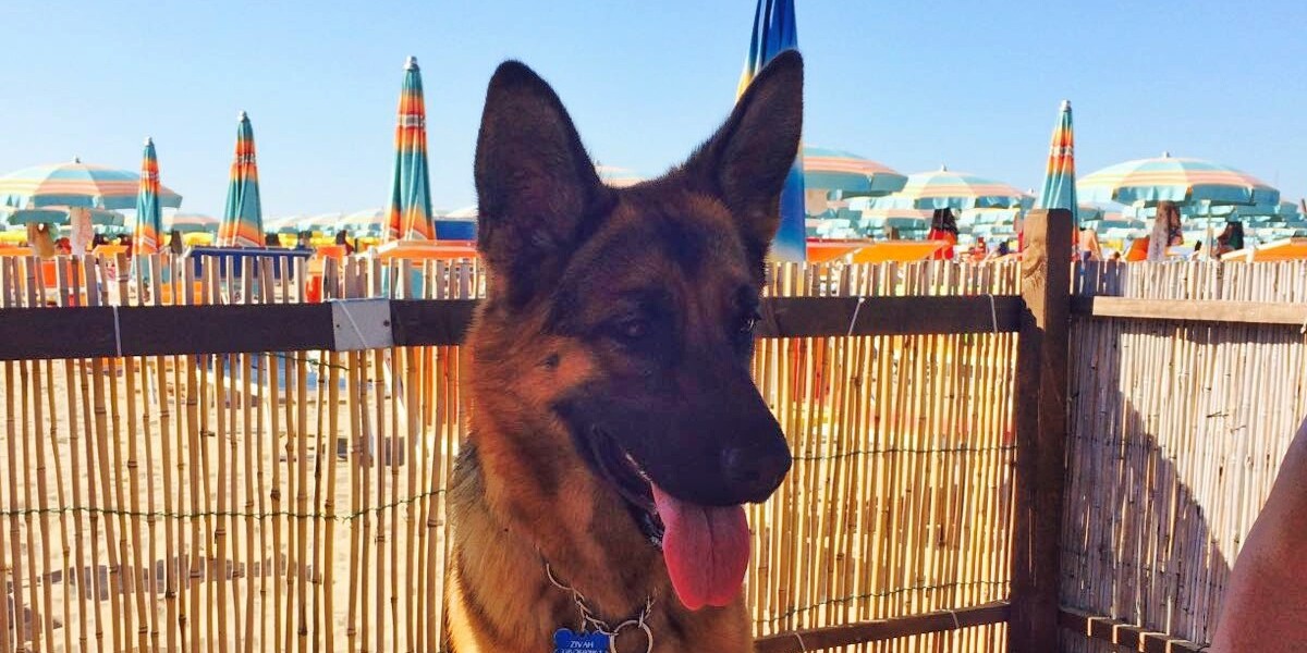 Le migliori spiagge per cani in Italia 