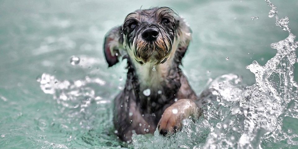 Le migliori spiagge per cani in Italia Sardegna 