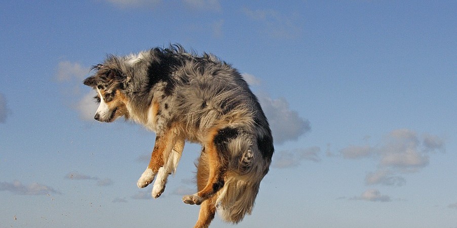 Le migliori spiagge per cani in Italia 