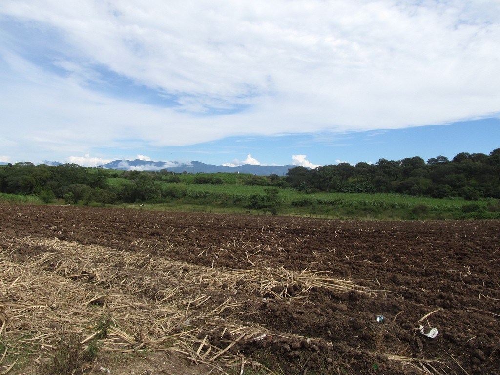 Imu terreni agricoli 2020: le informazioni per versamento dell'imposta