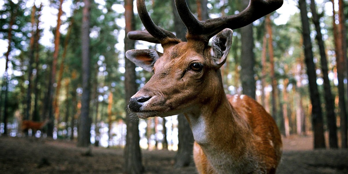 Parchi nazionali da visitare in autunno